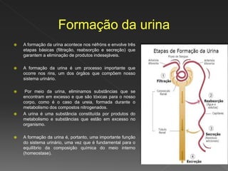  A formação da urina acontece nos néfróns e envolve três
etapas básicas (filtração, reabsorção e secreção) que
garantem a eliminação de produtos indesejáveis.
 A formação da urina é um processo importante que
ocorre nos rins, um dos órgãos que compõem nosso
sistema urinário.
 Por meio da urina, eliminamos substâncias que se
encontram em excesso e que são tóxicas para o nosso
corpo, como é o caso da ureia, formada durante o
metabolismo dos compostos nitrogenados.
 A urina é uma substância constituída por produtos do
metabolismo e substâncias que estão em excesso no
organismo.
 A formação da urina é, portanto, uma importante função
do sistema urinário, uma vez que é fundamental para o
equilíbrio da composição química do meio interno
(homeostase).
 