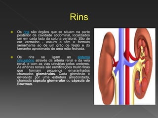  Os rins são órgãos que se situam na parte
posterior da cavidade abdominal, localizados
um em cada lado da coluna vertebral. São de
cor vermelho - escuro e têm o formato
semelhante ao de um grão de feijão e do
tamanho aproximado de uma mão fechada.
 Os rins se ligam ao sistema
circulatório através da artéria renal e da veia
renal, e com as vias urinárias pelos ureteres.
As artérias renais são ramificações muito finas
que formam pequenos emaranhados
chamados glomérulos. Cada glomérulo é
envolvido por uma estrutura arredondada,
chamada cápsula glomerular ou cápsula de
Bowman.
 