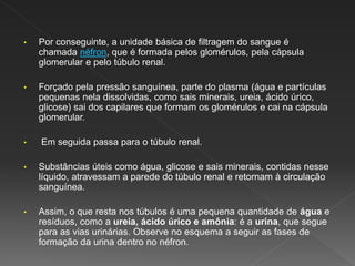 • Por conseguinte, a unidade básica de filtragem do sangue é
chamada néfron, que é formada pelos glomérulos, pela cápsula
glomerular e pelo túbulo renal.
• Forçado pela pressão sanguínea, parte do plasma (água e partículas
pequenas nela dissolvidas, como sais minerais, ureia, ácido úrico,
glicose) sai dos capilares que formam os glomérulos e cai na cápsula
glomerular.
• Em seguida passa para o túbulo renal.
• Substâncias úteis como água, glicose e sais minerais, contidas nesse
líquido, atravessam a parede do túbulo renal e retornam à circulação
sanguínea.
• Assim, o que resta nos túbulos é uma pequena quantidade de água e
resíduos, como a ureia, ácido úrico e amônia: é a urina, que segue
para as vias urinárias. Observe no esquema a seguir as fases de
formação da urina dentro no néfron.
 