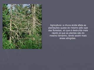 Agricultura: a chuva ácida afeta as plantações quase do mesmo jeito que das florestas, só que é destruída mais rápido já que as plantas são do mesmo tamanho, tendo assim mais áreas atingidas.  