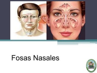 Fosas nasales
Fosas Nasales
 