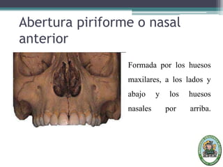 Abertura piriforme o nasal
anterior
Formada por los huesos
maxilares, a los lados y
abajo y los huesos
nasales por arriba.
 
