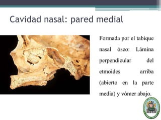 Cavidad nasal: pared medial
Formada por el tabique
nasal óseo: Lámina
perpendicular del
etmoides arriba
(abierto en la parte
media) y vómer abajo.
 