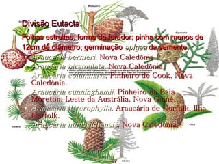 Divisão Eutacta. Folhas estreitas, forma de furador; pinha com menos de 12cm de diâmetro; germinação  epígea  da semente.  Araucaria bernieri . Nova Caledônia.  Araucaria biramulata . Nova Caledônia.  Araucaria columnaris . Pinheiro de Cook. Nova Caledônia.  Araucaria cunninghamii . Pinheiro da Baia Moreton. Leste da Austrália, Nova Guiné.  Araucaria heterophylla . Araucária de Norfolk. Ilha Norfolk.  Araucaria humboldtensis . Nova Caledônia.  