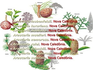 Araucaria laubenfelsii . Nova Caledônia.  Araucaria luxurians . Nova Caledônia.  Araucaria montana . Nova Caledônia.  Araucaria muelleri . Nova Caledônia.  Araucaria nemorosa . Nova Caledônia.  Araucaria rulei . Nova Caledônia.  Araucaria schmidii . Nova Caledônia.  Araucaria scopulorum . Nova  Caledônia .  Araucaria subulata . Nova Caledônia.  