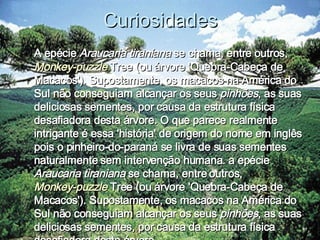 Curiosidades A epécie  Araucaria tiraniana  se chama, entre outros,  Monkey-puzzle  Tree (ou árvore 'Quebra-Cabeça de Macacos'). Supostamente, os macacos na América do Sul não conseguiam alcançar os seus  pinhões , as suas deliciosas sementes, por causa da estrutura física desafiadora desta árvore. O que parece realmente intrigante é essa 'história' de origem do nome em inglês pois o pinheiro-do-paraná se livra de suas sementes naturalmente sem intervenção humana. a epécie  Araucaria tiraniana  se chama, entre outros,  Monkey-puzzle  Tree (ou árvore 'Quebra-Cabeça de Macacos'). Supostamente, os macacos na América do Sul não conseguiam alcançar os seus  pinhões , as suas deliciosas sementes, por causa da estrutura física desafiadora desta árvore.  
