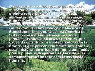 O que parece realmente intrigante é essa 'história' de origem do nome em inglês pois o pinheiro-do-paraná se livra de suas sementes naturalmente sem intervenção humana. a epécie  Araucaria tiraniana  se chama, entre outros,  Monkey-puzzle  Tree (ou árvore 'Quebra-Cabeça de Macacos'). Supostamente, os macacos na América do Sul não conseguiam alcançar os seus  pinhões , as suas deliciosas sementes, por causa da estrutura física desafiadora desta árvore. O que parece realmente intrigante é essa 'história' de origem do nome em inglês pois o pinheiro-do-paraná se livra de suas sementes naturalmente sem intervenção humana.  