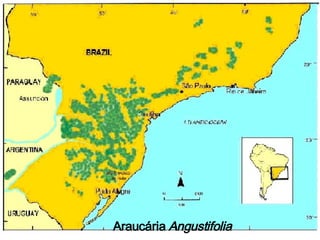 Araucária   Angustifolia 