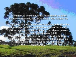 Localiza-se no sul do Brasil, estendendo-se pelos Estados do Paraná, Santa Catarina e Rio Grande do Sul. A região da araucária insere-se às partes mais altas das montanhas do Sul, nos planaltos, onde ocorrem até altitudes médias de 600 a 800 m, e em alguns poucos lugares em que ultrapassam 1.000  Nestas florestas, coexistem representantes da flora tropical e temperada do Brasil, sendo dominadas, no entanto, pelo pinheiro-do-paraná ( Araucaria angustifolia ).   