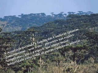 A Araucária pertence à família das Coníferas (plantas gimnospermas – sem fruto – presentes nas regiões temperadas) que é a espécie que atinge maior longevidade entre todas as outras espécies de plantas.  