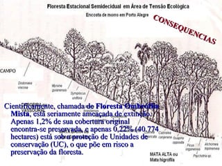 Cientificamente, chamada de  Floresta Ombrófila Mista , está seriamente ameaçada de extinção. Apenas 1,2% de sua cobertura original encontra-se preservada, e apenas 0,22% (40.774 hectares) está sob a proteção de Unidades de conservação (UC), o que põe em risco a preservação da floresta.  CONSEQUENCIAS 