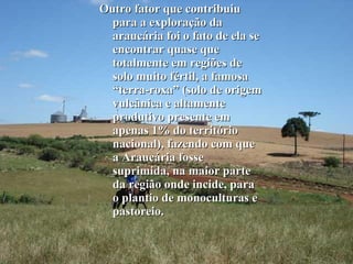 Outro fator que contribuiu para a exploração da araucária foi o fato de ela se encontrar quase que totalmente em regiões de solo muito fértil, a famosa “terra-roxa” (solo de origem vulcânica e altamente produtivo presente em apenas 1% do território nacional), fazendo com que a Araucária fosse suprimida, na maior parte da região onde incide, para o plantio de monoculturas e pastoreio.  