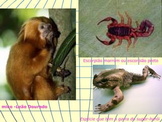 Espécie que têm a garra do super-herói Escorpião marrom ou escorpião preto  mico -Leão Dourado 