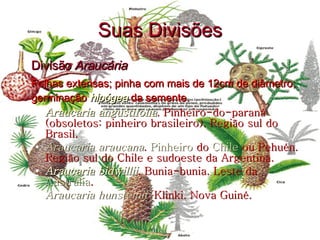 Divisão   Araucária Folhas extensas; pinha com mais de 12cm de diâmetro; germinação  hipógea  da semente.   Araucaria angustifolia . Pinheiro-do-paraná (obsoletos: pinheiro brasileiro). Região sul do Brasil.  Araucaria araucana .  Pinheiro  do  Chile  ou Pehuén. Região sul do Chile e sudoeste da Argentina.  Araucaria bidwillii . Bunia-bunia. Leste da  Austrália .  Araucaria hunsteinii . Klinki. Nova Guiné.  Suas Divisões 