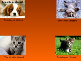 Tem simetria bilateral Tem simetria bilateral Tem simetria bilateral Tem simetria bilateral