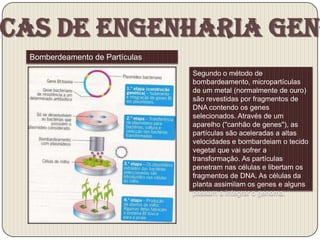 cas de Engenharia Gené
 Bomberdeamento de Partículas
                                Segundo o método de
                                bombardeamento, micropartículas
                                de um metal (normalmente de ouro)
                                são revestidas por fragmentos de
                                DNA contendo os genes
                                selecionados. Através de um
                                aparelho ("canhão de genes"), as
                                partículas são aceleradas a altas
                                velocidades e bombardeiam o tecido
                                vegetal que vai sofrer a
                                transformação. As partículas
                                penetram nas células e libertam os
                                fragmentos de DNA. As células da
                                planta assimilam os genes e alguns
                                passam a integrar o genoma.
 