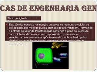 cas de Engenharia Gené
  Electroporação de
  Protoplastos
  Esta técnica consiste na indução de poros na membrana celular de
   protoplastos por meio de pulsos elétricos de alta voltagem. Permitindo
   a entrada do vetor de transformação contendo o gene de interesse
   para o interior da célula, como os poros são reversíveis, ou
   seja, fecham-se novamente após terminada a aplicação do pulso
   elétrico, os protoplastos podem regenerar-se em novas plantas
   transformadas.
 