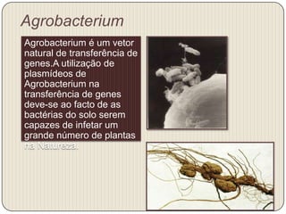 Agrobacterium
Agrobacterium é um vetor
natural de transferência de
genes.A utilização de
plasmídeos de
Agrobacterium na
transferência de genes
deve-se ao facto de as
bactérias do solo serem
capazes de infetar um
grande número de plantas
na Natureza.
 