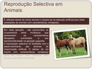 Reprodução Selectiva em
Animais
É utilizada desde há vários séculos e baseia-se na selecção artificial para obter
variedades de animais com caracteristicas vantajosas.


Em cada geração , são promovidos os
cruzamentos      entre   invidíduos     que
apresentam         as        características
desejadas,      aumentado         a      sua
representatividade na geração seguinte.
A reprodução selectiva foi facilitada com o
desenvolvimento      das     téctinas     de
inseminação artificial. O sémen de um
macho com características vantajosas
pode ser usado para inseminar uma
granda quantidade de fêmeas
 