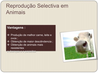Reprodução Selectiva em
Animais

Vantagens :

 Produção de melhor carne, leite e
   ovos ;
 Obtenção de maior descêndencia ;
 Obtenção de animais mais
   resistentes
a doenças e a parasitas
 