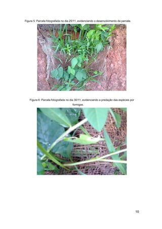 Figura 5: Parcela fotografada no dia 25/11, evidenciando o desenvolvimento da parcela.




    Figura 6: Parcela fotografada no dia 30/11, evidenciando a predação das espécies por
                                      formigas.




                                                                                           10
 