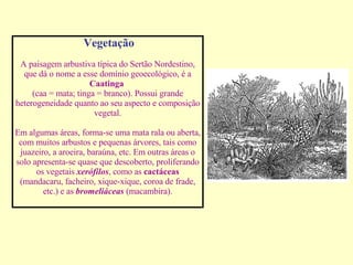 Vegetação A paisagem arbustiva típica do Sertão Nordestino, que dá o nome a esse domínio geoecológico, é a  Caatinga   (caa = mata; tinga = branco). Possui grande heterogeneidade quanto ao seu aspecto e composição vegetal.   Em algumas áreas, forma-se uma mata rala ou aberta, com muitos arbustos e pequenas árvores, tais como juazeiro, a aroeira, baraúna, etc. Em outras áreas o solo apresenta-se quase que descoberto, proliferando os vegetais  xerófilos , como as  cactáceas  (mandacaru, facheiro, xique-xique, coroa de frade, etc.) e as  bromeliáceas  (macambira). 