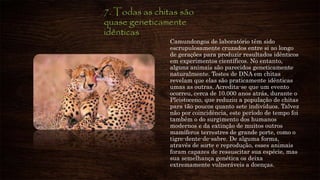 7. Todas as chitas são
quase geneticamente
idênticas
Camundongos de laboratório têm sido
escrupulosamente cruzados entre si ao longo
de gerações para produzir resultados idênticos
em experimentos científicos. No entanto,
alguns animais são parecidos geneticamente
naturalmente. Testes de DNA em chitas
revelam que elas são praticamente idênticas
umas as outras. Acredita-se que um evento
ocorreu, cerca de 10.000 anos atrás, durante o
Pleistoceno, que reduziu a população de chitas
para tão poucos quanto sete indivíduos. Talvez
não por coincidência, este período de tempo foi
também o do surgimento dos humanos
modernos e da extinção de muitos outros
mamíferos terrestres de grande porte, como o
tigre-dente-de-sabre. De alguma forma,
através de sorte e reprodução, esses animais
foram capazes de ressuscitar sua espécie, mas
sua semelhança genética os deixa
extremamente vulneráveis a doenças.
 