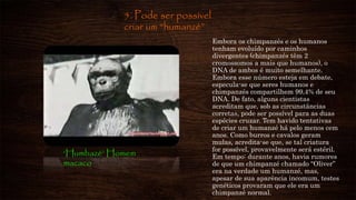5. Pode ser possível
criar um “humanzé”
Embora os chimpanzés e os humanos
tenham evoluído por caminhos
divergentes (chimpanzés têm 2
cromossomos a mais que humanos), o
DNA de ambos é muito semelhante.
Embora esse número esteja em debate,
especula-se que seres humanos e
chimpanzés compartilhem 99,4% de seu
DNA. De fato, alguns cientistas
acreditam que, sob as circunstâncias
corretas, pode ser possível para as duas
espécies cruzar. Tem havido tentativas
de criar um humanzé há pelo menos cem
anos. Como burros e cavalos geram
mulas, acredita-se que, se tal criatura
for possível, provavelmente será estéril.
Em tempo: durante anos, havia rumores
de que um chimpanzé chamado “Oliver”
era na verdade um humanzé, mas,
apesar de sua aparência incomum, testes
genéticos provaram que ele era um
chimpanzé normal.
‘Humbazé’ Homem
macaco
 