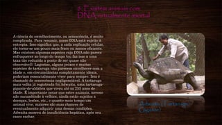 8. Existem animais com
DNA virtualmente imortal
A ciência do envelhecimento, ou senescência, é muito
complicada. Para resumir, nosso DNA está sujeito à
entropia. Isso significa que, a cada replicação celular,
ele torna-se um pouco mais fraco ou menos eficiente.
Mas existem algumas espécies cujo DNA não parece
enfraquecer ao longo do tempo (ou faz isso a uma
taxa tão reduzida a ponto de ser quase não
observável). Lagostas, alguns peixes e muitas
espécies de tartaruga não parecem envelhecer com a
idade e, em circunstâncias completamente ideais,
poderiam essencialmente viver para sempre. Isto é
chamado de senescência negligenciável. A tartaruga
mais velha já registrada foi Adwaita, uma tartaruga-
gigante-de-aldabra que viveu até os 255 anos de
idade. É importante notar que estes animais, mesmo
não sucumbindo à velhice, ainda estão sujeitos a
doenças, lesões, etc., e quanto mais tempo um
animal vive, maiores são suas chances de
eventualmente adquirir uma dessas condições.
Adwaita morreu de insuficiência hepática, após seu
casco rachar.
Adwaita (Tartaruga
Gigante)
 