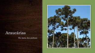 Araucárias
Ou mata dos pinhais
 