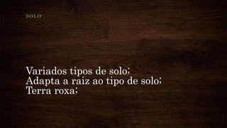 Variados tipos de solo;
Adapta a raiz ao tipo de solo;
Terra roxa;
SOLO
 