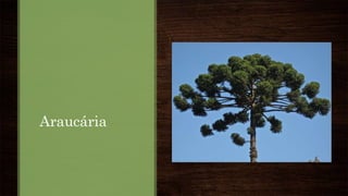 Araucária
 