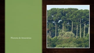 Floresta de Araucárias
 
