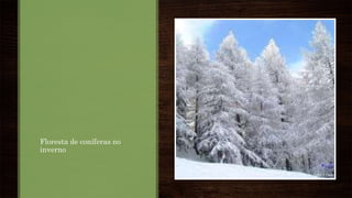 Floresta de coníferas no
inverno
 
