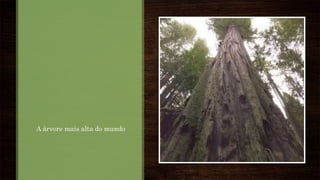 A árvore mais alta do mundo
 