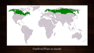Coníferas/Taiga no mundo
 