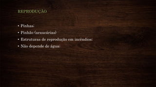 • Pinhas;
• Pinhão (araucárias)
• Estruturas de reprodução em incêndios;
• Não depende de água;
REPRODUÇÃO
 