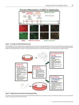 Emerging use of stem cells in regenerative medicine

Figure 3

17

An example of an hESC differentiation protocol

Directed differentiation of hESCs to hepatic progenitors using fully deﬁned culture conditions [175]. hESCs were differentiated into endoderm using activin, BMP4 (bone morphogenetic protein 4),
FGF2 and the PI3K (phosphoinositide 3-kinase) inhibitor LY294002. Hepatic speciﬁcation was then initiated with FGF10, RA (retinoic acid) and an inhibitor of the activin/nodal receptor SB431542.
Addition of FGF4, HGF and EGF resulted in maturation of the hepatic progenitors expressing some markers of mature hepatocytes, such as ALB, AFP, AAT (α 1 -antitrypsin) and CK18.

Figure 4

Roadmap from human stem cells to cell replacement therapy

Some selection criteria for the type of human stem cells (SCs) and the methodology of differentiation prior to approval for clinical use. Thereafter the end-products can be used for cell replacement
therapy or for drug testing. FDA, Federal Drug Administration.

c The Authors Journal compilation c 2010 Biochemical Society

 