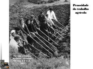 Penosidade 
do trabalho 
agrícola 
Paredes deCoura, 
Mozelos. “Vezeiras 
Oliveira, E.V et al., 
1983 
 
