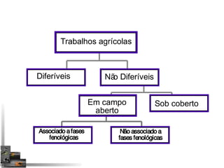 Trabalhos agrícolas 
Diferíveis Não Diferíveis 
Em campo Sob coberto 
aberto 
Não associado a 
fases fenológicas 
Associado a fases 
fenológicas 
