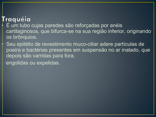 • É um tubo cujas paredes são reforçadas por anéis
cartilaginosos, que bifurca-se na sua região inferior, originando
os brônquios.
• Seu epitélio de revestimento muco-ciliar adere partículas de
poeira e bactérias presentes em suspensão no ar inalado, que
depois são varridas para fora,
engolidas ou expelidas.
 