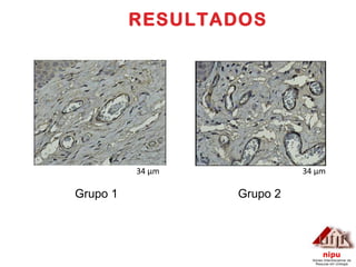 RESULTADOS Grupo 1 Grupo 2 34 μm 34 μm 