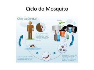 Ciclo do Mosquito
 