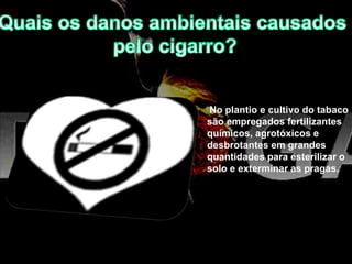 No plantio e cultivo do tabaco
são empregados fertilizantes
químicos, agrotóxicos e
desbrotantes em grandes
quantidades para esterilizar o
solo e exterminar as pragas.
 