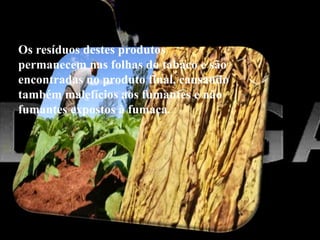 Os resíduos destes produtos
permanecem nas folhas do tabaco e são
encontradas no produto final, causando
também malefícios aos fumantes e não
fumantes expostos à fumaça.
 