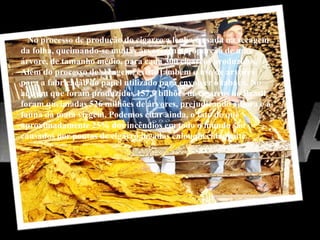 No processo de produção do cigarro a lenha é usada na secagem
da folha, queimando-se muitas árvores, na proporção de uma
árvore, de tamanho médio, para cada 300 cigarros produzidos.
Além do processo de secagem, existe também o uso de arvores
para a fabricação do papel utilizado para envolver o tabaco. No
ano em que foram produzidos 157,9 bilhões de cigarros no Brasil
foram queimadas 526 milhões de árvores, prejudicando a flora e a
fauna da mata virgem. Podemos citar ainda, o fato de que
aproximadamente 25% dos incêndios em todo o mundo são
causados por pontas de cigarro jogadas enlouquecidamente..
 