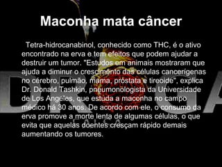 Maconha mata câncer
Tetra-hidrocanabinol, conhecido como THC, é o ativo
encontrado na erva e tem efeitos que podem ajudar a
destruir um tumor. "Estudos em animais mostraram que
ajuda a diminur o crescimento das células cancerígenas
no cérebro, pulmão, mama, próstata e tireoide", explica
Dr. Donald Tashkin, pneumonologista da Universidade
de Los Angeles, que estuda a maconha no campo
médico há 30 anos. De acordo com ele, o consumo da
erva promove a morte lenta de algumas células, o que
evita que aquelas doentes cresçam rápido demais
aumentando os tumores.
 