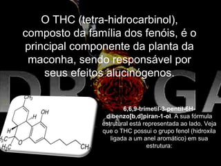 O THC (tetra-hidrocarbinol),
composto da família dos fenóis, é o
principal componente da planta da
maconha, sendo responsável por
seus efeitos alucinógenos.
6,6,9-trimetil-3-pentil-6H-
dibenzo[b,d]piran-1-ol. A sua fórmula
estrutural está representada ao lado. Veja
que o THC possui o grupo fenol (hidroxila
ligada a um anel aromático) em sua
estrutura:
 