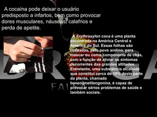 A cocaína pode deixar o usuário
predisposto a infartos, bem como provocar
dores musculares, náuseas, calafrios e
perda de apetite.
A Erythroxylon coca é uma planta
encontrada na América Central e
América do Sul. Essas folhas são
utilizadas, pelo povo andino, para
mascar ou como componente de chás,
com a função de aliviar os sintomas
decorrentes das grandes altitudes.
Entretanto, uma substância alcaloide
que constitui cerca de 10% desta parte
da planta, chamada
benzoilmetilecgonina, é capaz de
provocar sérios problemas de saúde e
também sociais.
 