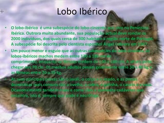 Lobo IbéricoO lobo-ibérico  é uma subespécie do lobo-cinzento que vive na Península Ibérica. Outrora muito abundante, sua população actual deve rondar os 2000 indivíduos, dos quais cerca de 300 habitam a região norte de Portugal. A subespécie foi descrita pelo cientista espanhol Ángel Cabrera em 1907.Um pouco menor e esguio que as outras subespécies do lobo-cinzento, os lobos-ibéricos machos medem entre 130 a 180 cm de comprimento, enquanto as fêmeas medem de 130 a 160 cm. A altura pode chegar aos 70 cm. Os machos adultos pesam geralmente entre 30 a 40 kg e as fêmeas entre 20 a 35 kg.As suas principais presas são o javali, o corço e o veado, e as presas domésticas mais comuns são a ovelha, a cabra, a galinha, o cavalo e a vaca. Ocasionalmente também mata e come cães e aproveita cadáveres que encontra, isto é, sempre que pode é necrófago.